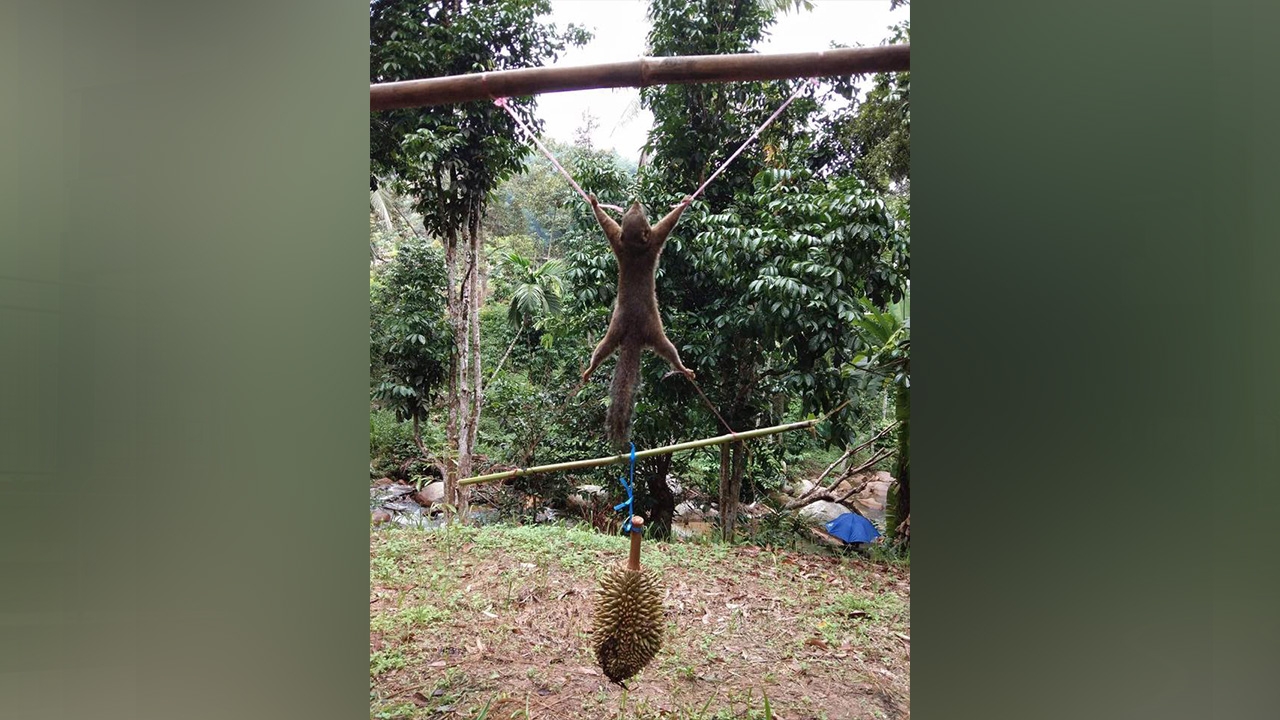 หนุ่มโพสต์เฟซบุ๊กขึงพืดกระรอกโทษฐานขโมยทุเรียน บอกรูปคนอื่นไม่ใช่ของผม