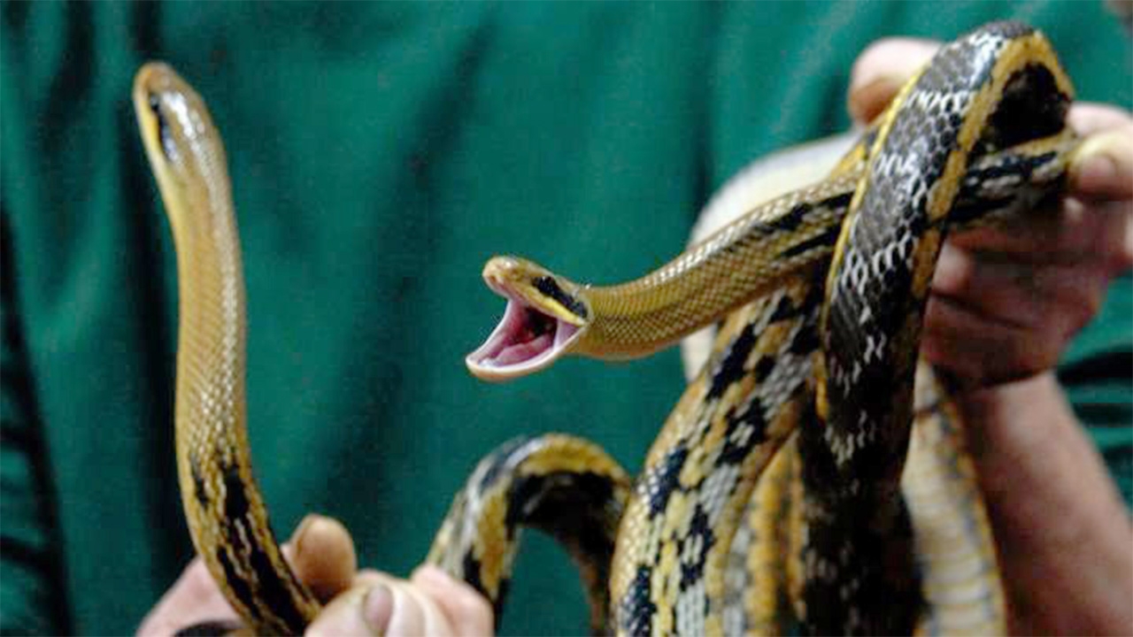 งูกัดอย่าขันชะเนาะ-ดูดพิษ!!
