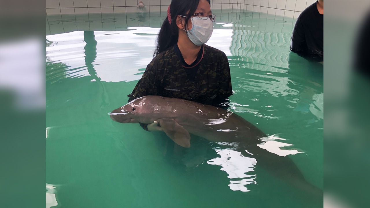 เตรียมประกวดตั้งชื่อ "พะยูนน้อย" เกยตื้นที่กระบี่ รอผลตรวจการติดเชื้อ 