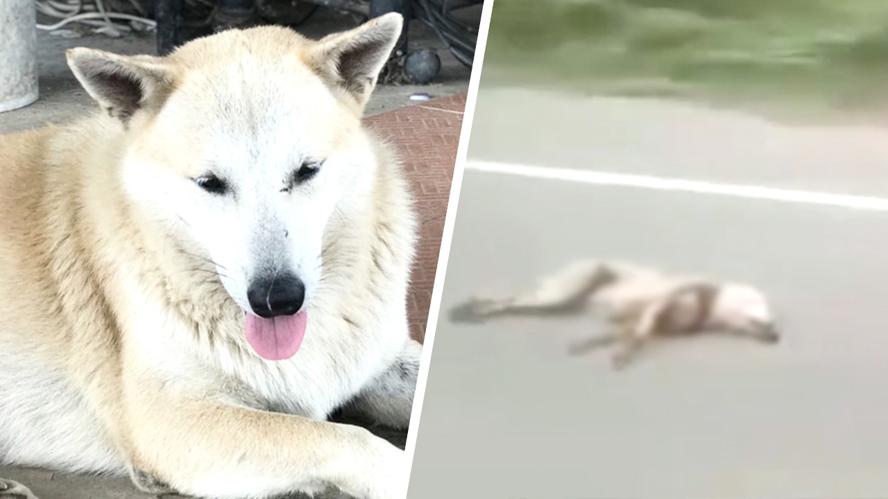 คนขับอีซูซุ แจงคลิปลากสุนัขตามถนน ยันไม่รู้ว่าเจ้าของนำมาผูกไว้