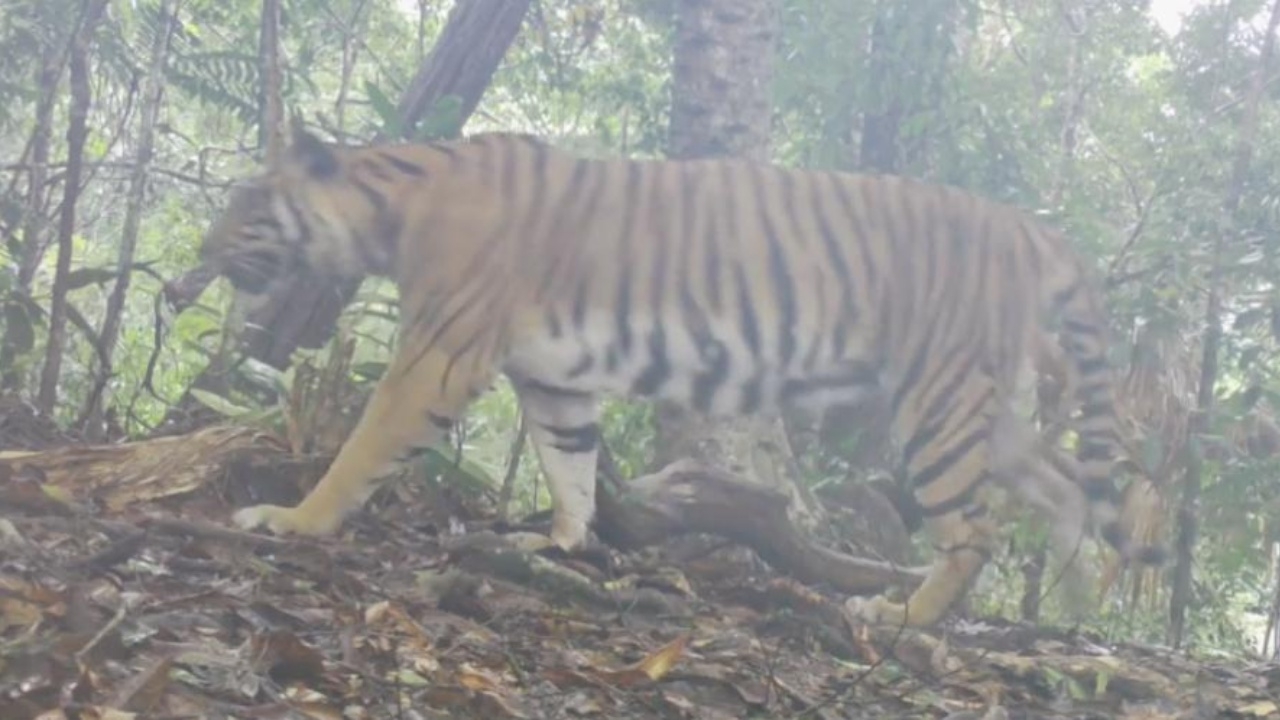 ป่าสมบูรณ์มาก จนท.แก่งกระจานถ่ายภาพเสือหายากได้ 7 จาก 8 ชนิดแล้ว