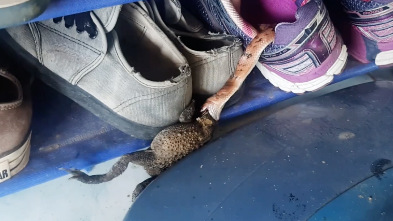เตือนภัย "งู" หลบฝนซุกรองเท้าผ้าใบ โผล่หัวเขมือบคางคก ดิ้นหนีตาย (คลิป)