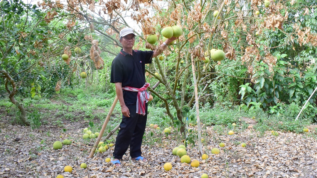 อ.เวียงแก่น ฝนทิ้งช่วง สวนส้มโอขาดน้ำกำลังแห้งตาย วอนภาครัฐช่วยเหลือ