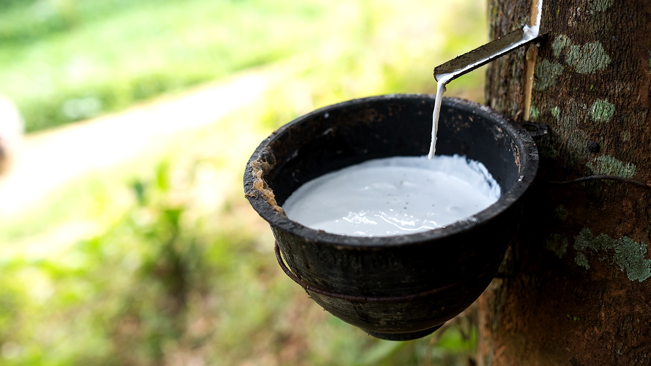 รัฐบาล สั่งประมูลซื้อน้ำยางสดทำถนนพาราซอยล์ซีเมนต์ เริ่ม 15 ก.ค.นี้