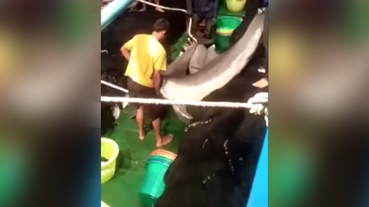 แจงคลิปเรือประมง ใช้อวนล้อมจับ "โลมา" เคยเป็นของคนไทย ก่อนขายให้มาเลย์