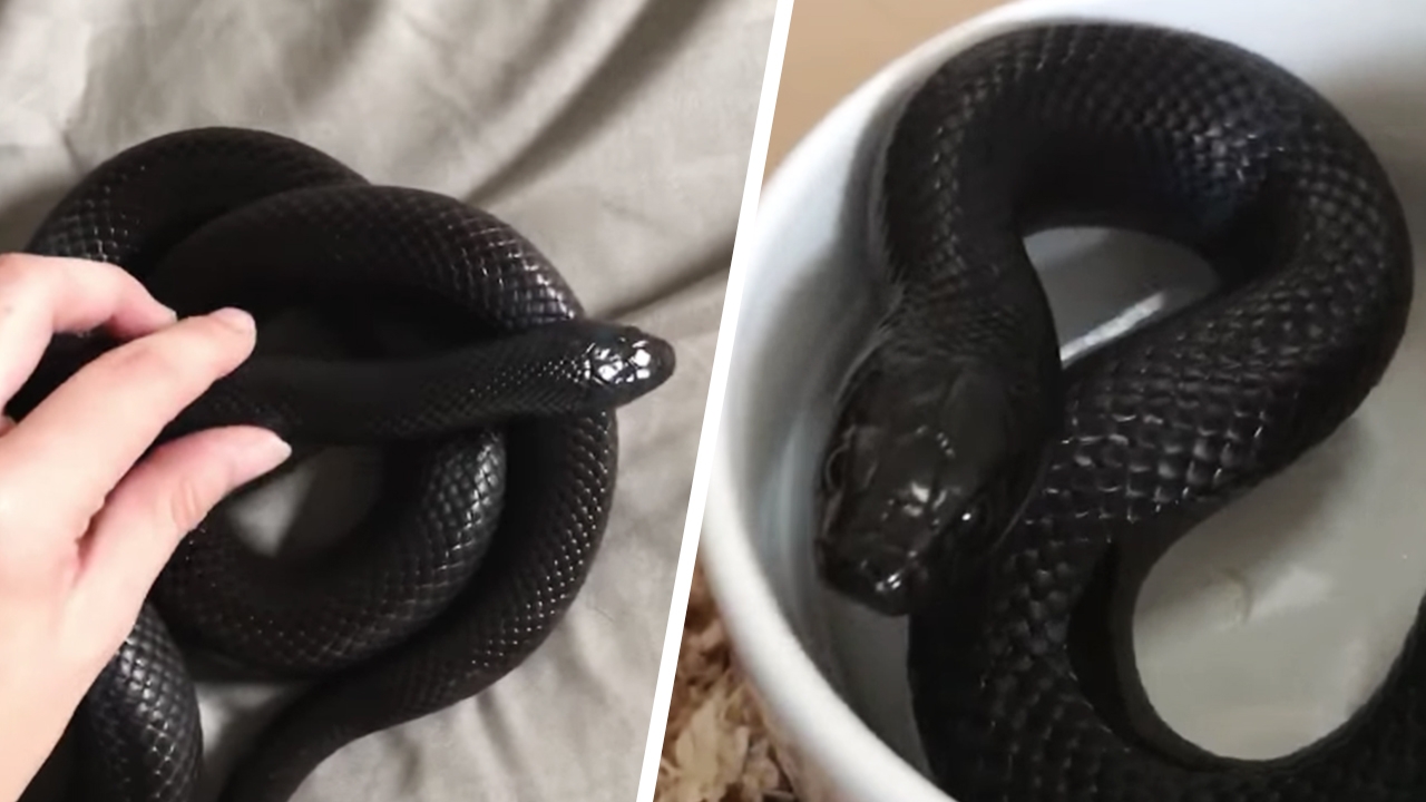 สาวดีใจเจอ "งูดำแสนรัก" หลังหายออกจากบ้าน โล่งอกไม่โดนคนทำร้าย