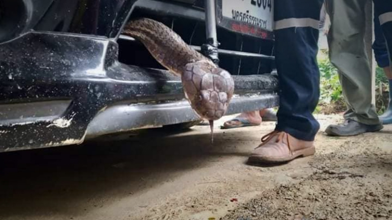 "จงอางยักษ์" เลื้อยซุกใต้เก๋ง ยื้อเป็นชั่วโมง สงสัยมาให้โชค