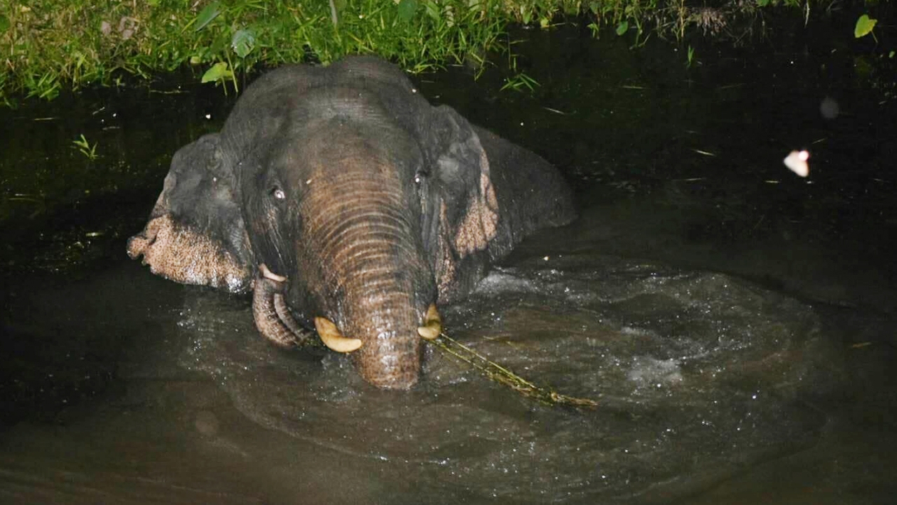 ช้างเขาใหญ่ ลอยตัวในน้ำ หวังกินผลไม้ชาวบ้าน สุดท้ายแผนแตกเข้าป่าตามเดิม