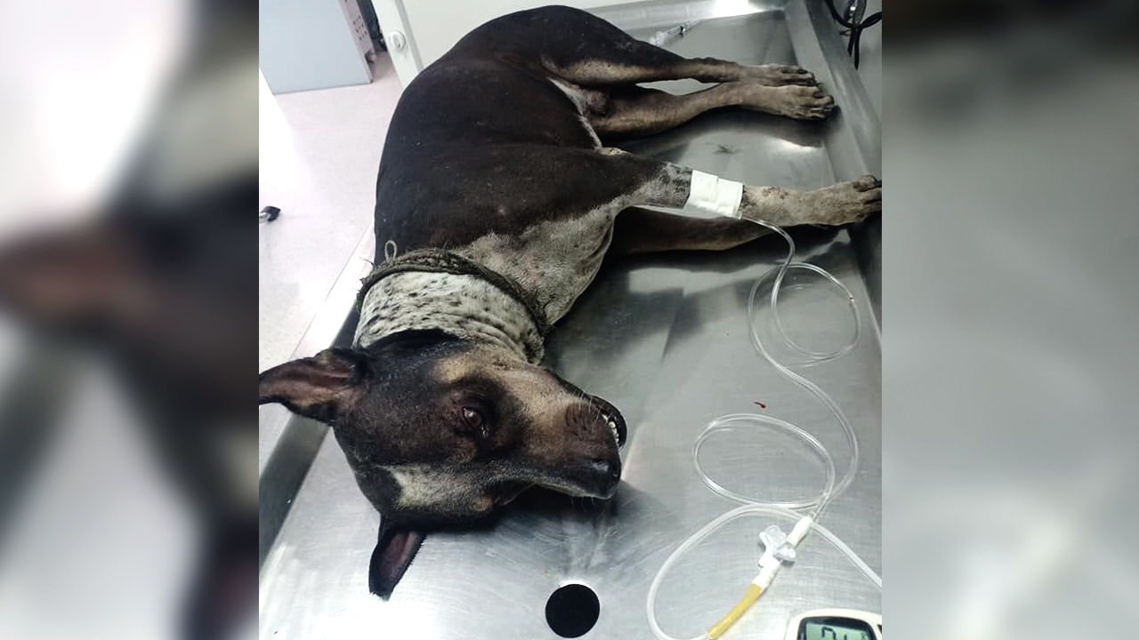 ยอมตายแทน "เจ้าเพชร" เสี่ยงชีวิตสู้ "งูเห่า" ปกป้องผู้มีพระคุณจนเจ็บหนัก