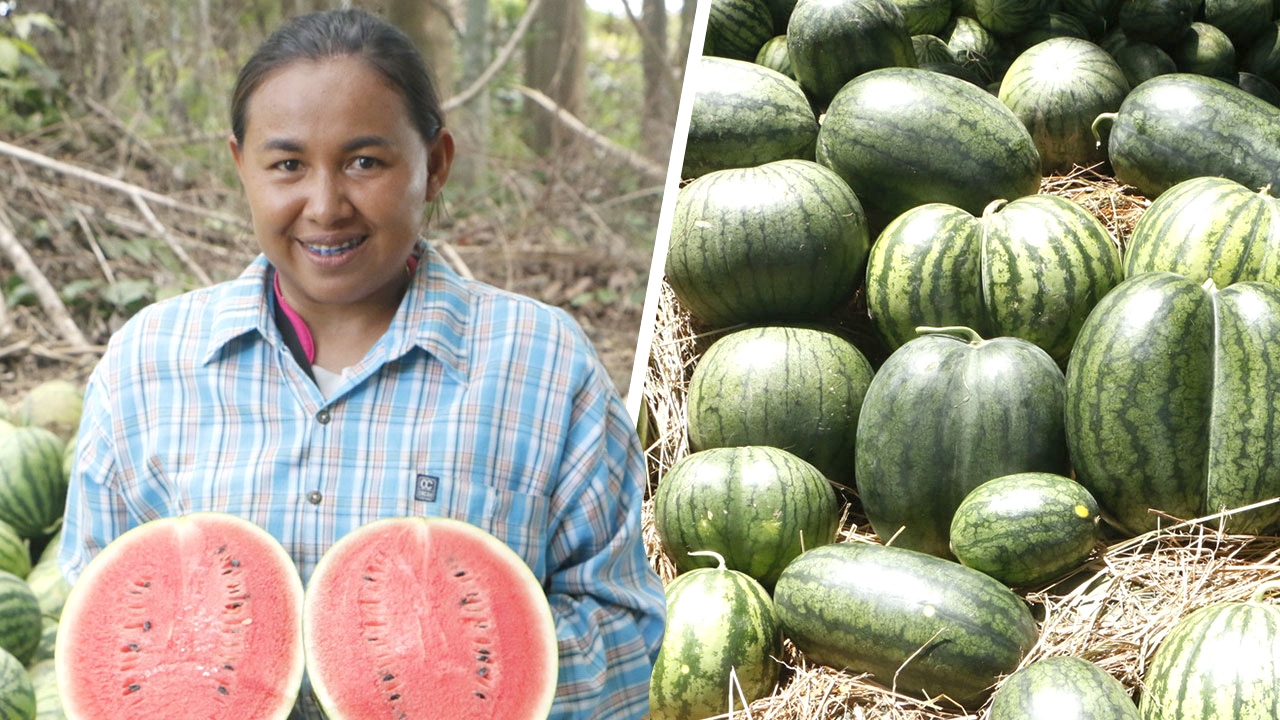 เจ้าของสวน "แตงโม" ยิ้มกว้าง ช่วงนี้ราคาดี ขายรอบเดียวกวาดเงินหลักล้าน