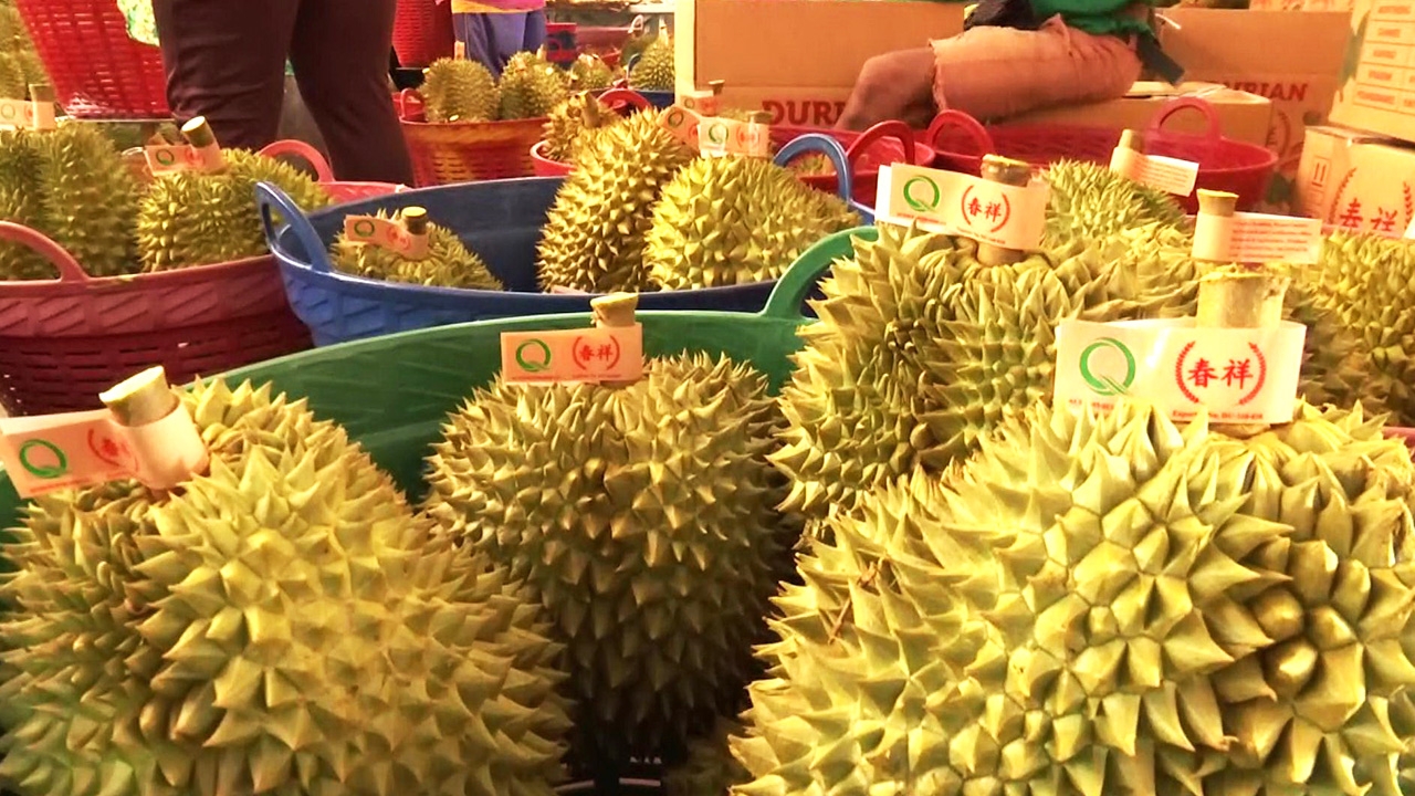 ผู้ว่าฯปลื้ม ทุเรียนชุมพร 2 แสนตันนำสู่ตลาด คาดทำเงินสะพัด