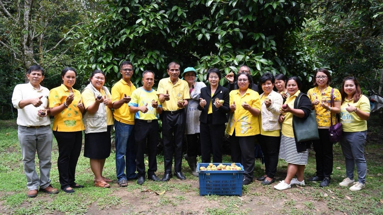 มกอช. ลุยสวนมังคุด หนุนเกษตรกรยกระดับผลิตมีคุณภาพ ได้มาตรฐาน