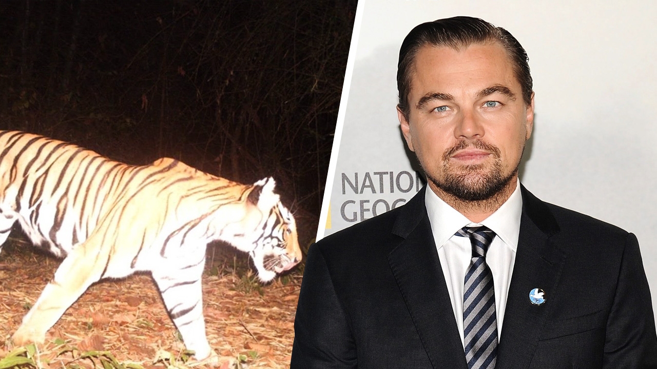 "ลีโอนาร์โด" ขอบคุณ เจ้าหน้าที่ห้วยขาแข้ง ช่วยอนุรักษ์พันธุ์เสือโคร่ง