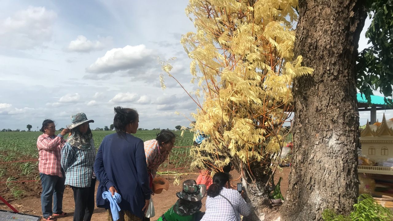 คอหวยแห่ขอโชค "สะเดาทอง" เต็มไร่ ได้เลขเด็ดแต่ไม่เงียบ เผื่อแผ่คนรักเลข