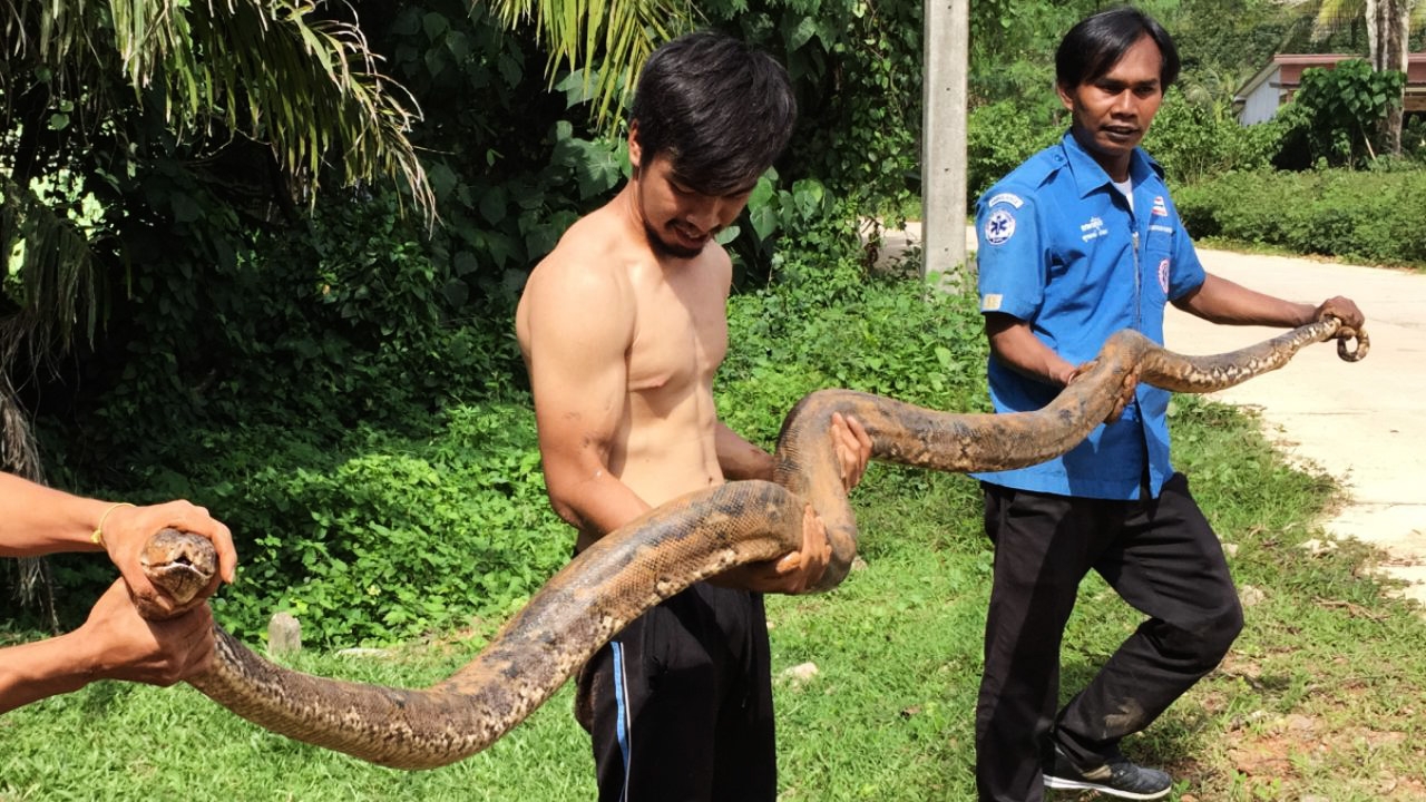 อิ่มจนเลื้อยแทบไม่ไหว "งูเหลือมกินแมว" กลืนลงท้อง 5 วันหม่ำแล้ว 7 ตัว 