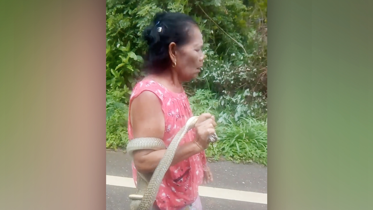 ชาวบ้านแตกตื่น คุณยายหมองู จับ "งูเห่า" มือเปล่า เดินเล่นตามถนน (คลิป)