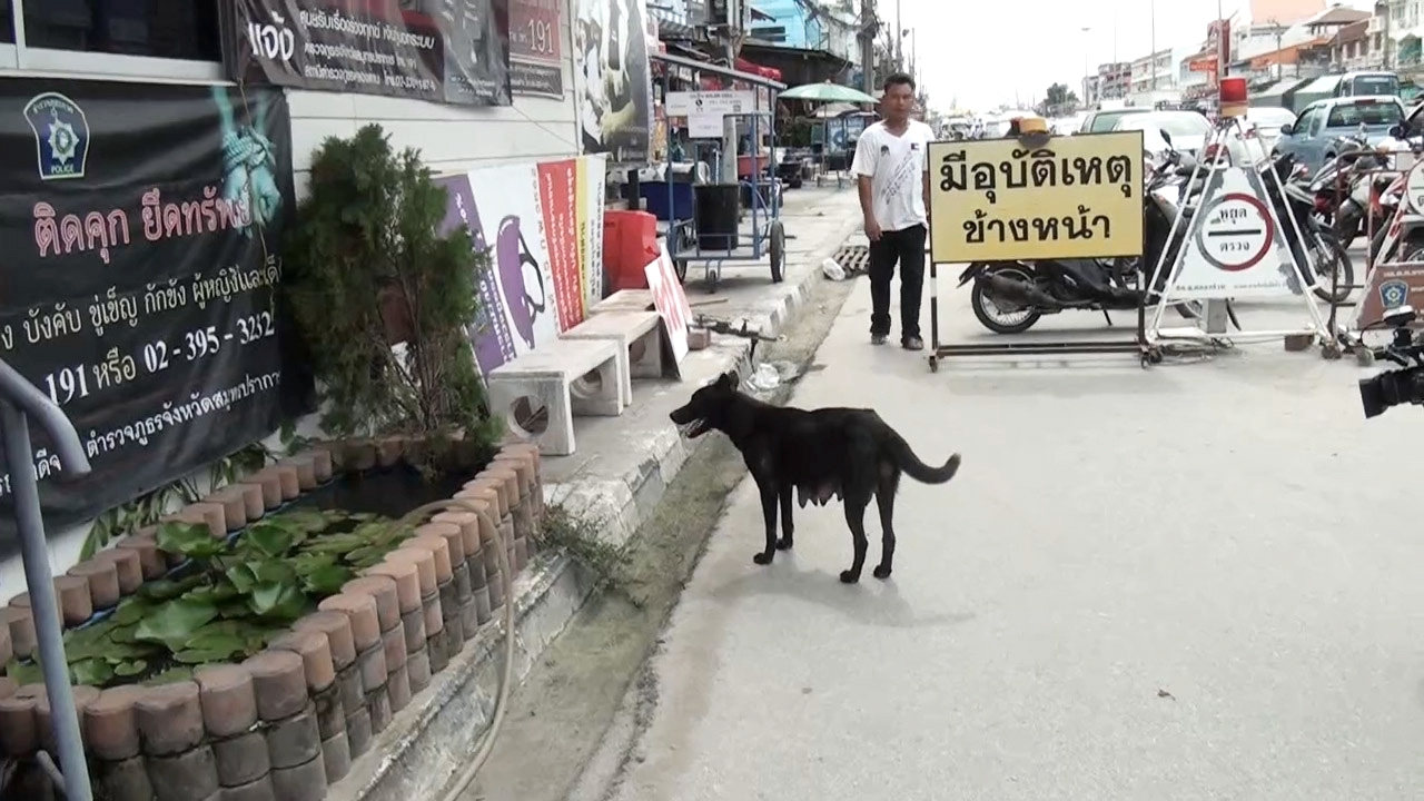 หมาแม่ลูกอ่อนที่คลองด่านได้บ้านใหม่แล้ว หลังชาวบ้าน โดนกัด เพราะมันดุ