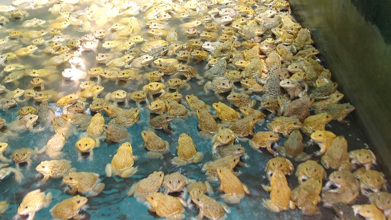 สาวตรังใช้ที่ว่างหลังบ้าน ทำบ่อเลี้ยงกบสีทอง ทำรายได้นับหมื่นต่อเดือน 