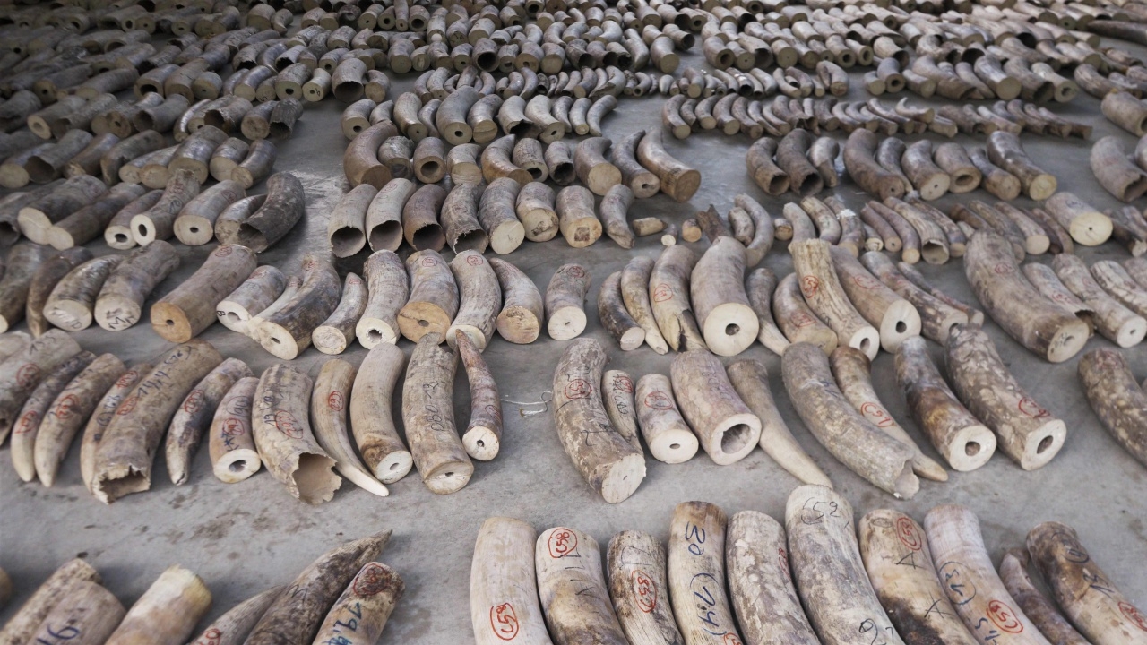 สิงคโปร์จับงาช้างลอตใหญ่สุดในประวัติศาสตร์ มูลค่ากว่า 400 ล้านบาท