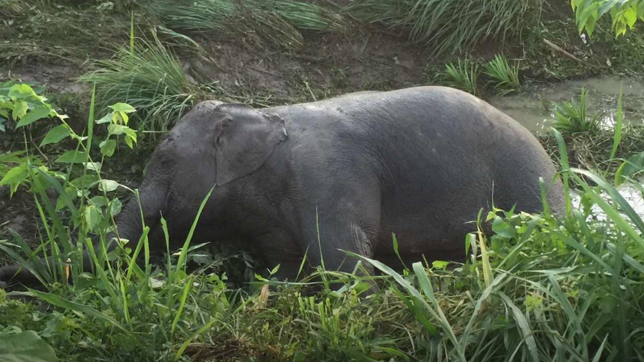 18 ล้อชน"ลูกช้าง"ตามแม่ออกหากิน บาดเจ็บตกร่องน้ำ แจ้งสัตวแพทย์ช่วย 