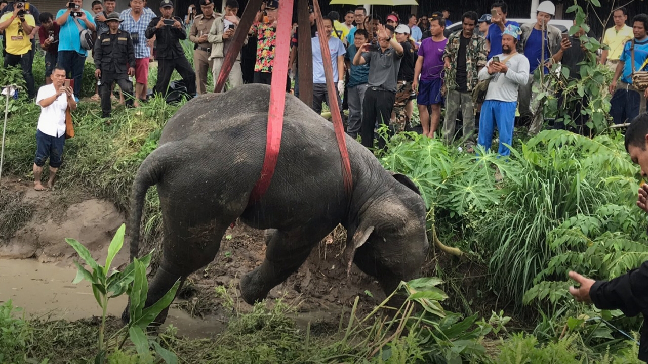 อาการอยู่ในขั้นวิกฤติ ช้างถูกรถพ่วงชนล้ม คาดกระดูกแตกหลายแห่ง