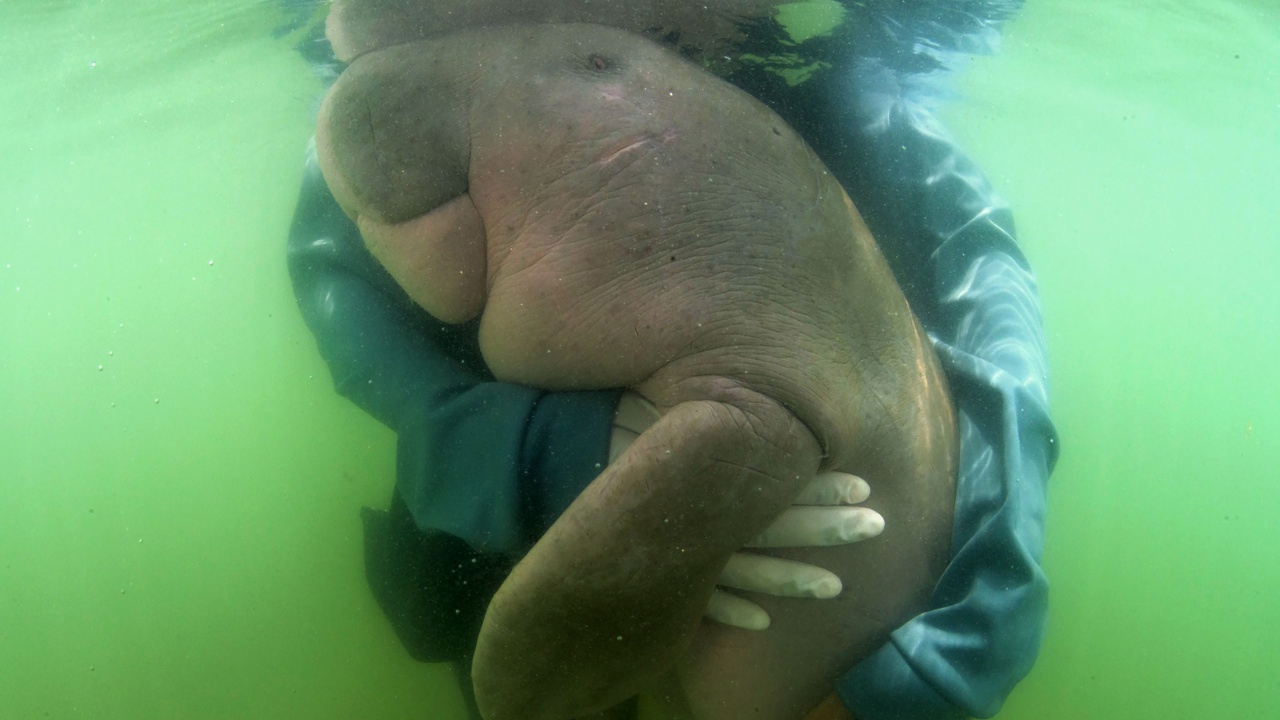 สื่อนอกตีข่าว “มาเรียม” พะยูนน้อยขวัญใจชาวไทย ตายเพราะกินขยะพลาสติก