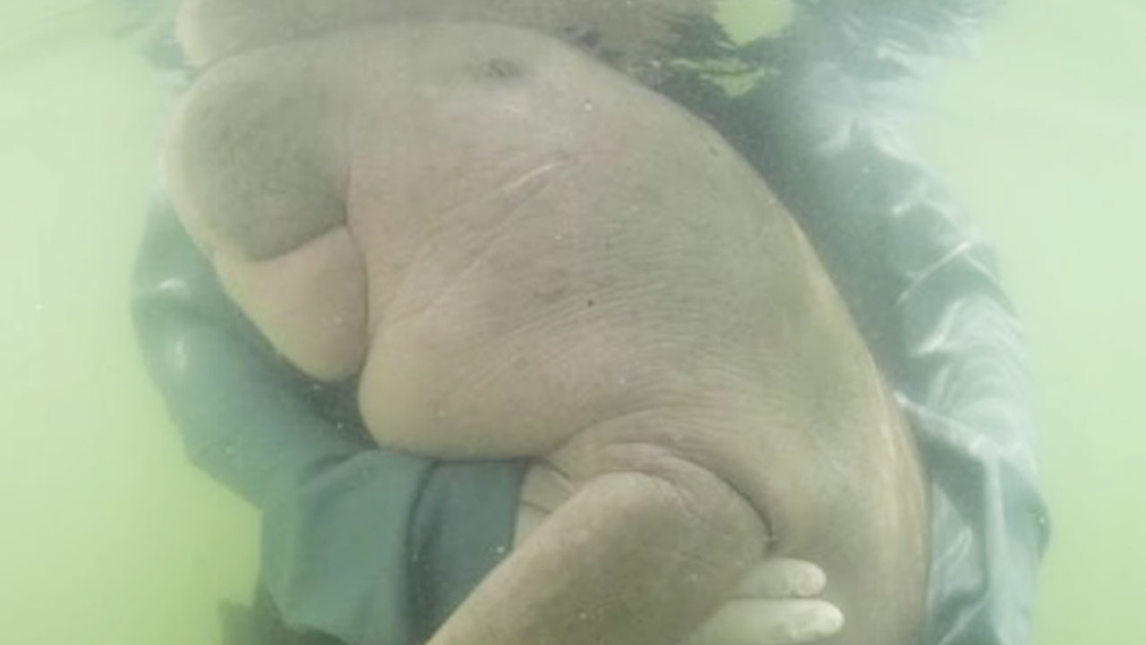 15 นาทีก่อนการสูญเสีย หมอเปิดขั้นตอนกู้ชีพ "มาเรียม" พะยูน้อยแห่งเกาะลิบง