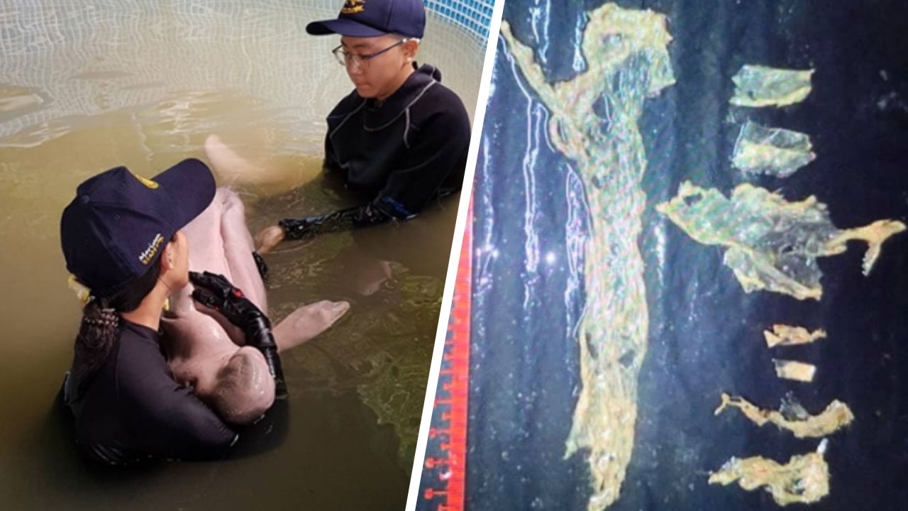 ผ่าพิสูจน์ "มาเรียม" ผนังช่องท้องช้ำ พบพลาสติก ต้นเหตุทำช็อกตาย