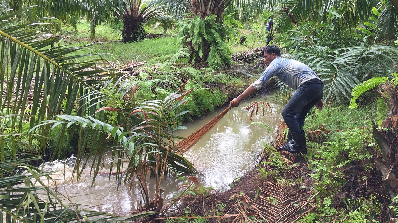ตามหา "จระเข้" ที่สวนปาล์ม หลังจู่โจมกัดคนงานก่อสร้าง เป็นแผลเหวอะหวะ 