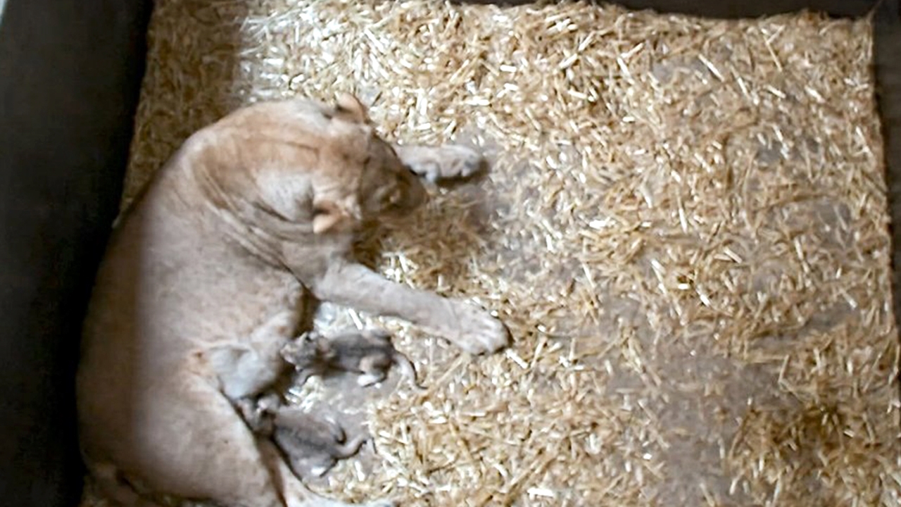 ช็อกสวนสัตว์เยอรมนี แม่สิงโตกินลูก 2 ตัวของตัวเองที่เพิ่งลืมตาดูโลก