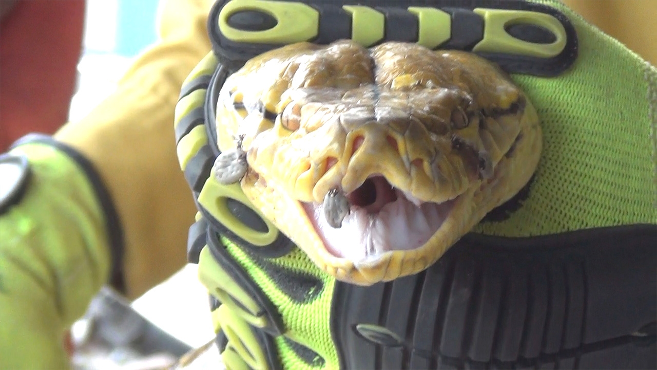 พาไปรู้จัก "เห็บรถถัง" เกาะแน่นหนึบดูดเลือดจากตัว "งู" เห็นแล้วน่าบี้