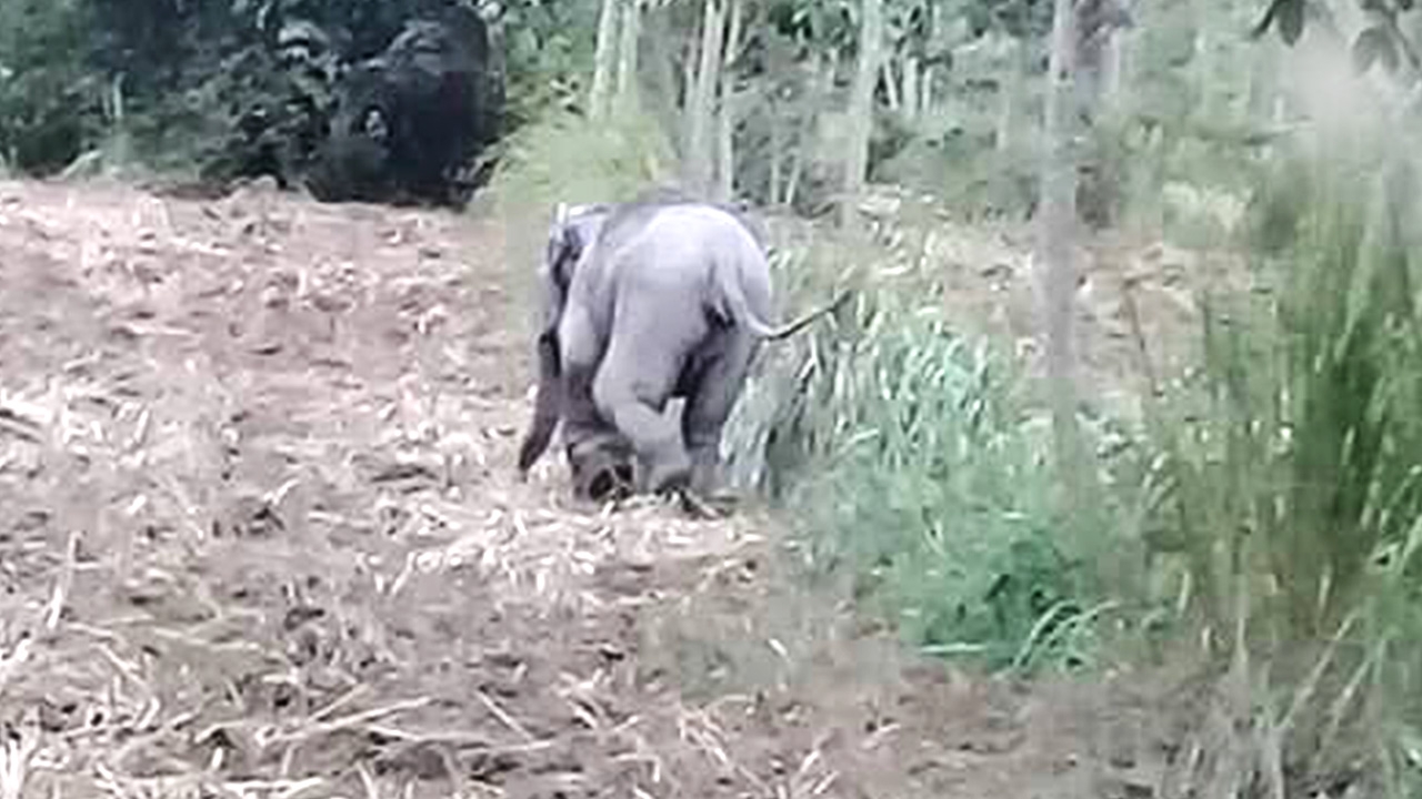 เร่งช่วย "ลูกช้างป่า" ติดบ่วงรัดขาจนแผลเน่า ตามฝูงไม่ทัน หวั่นติดเชื้อตาย