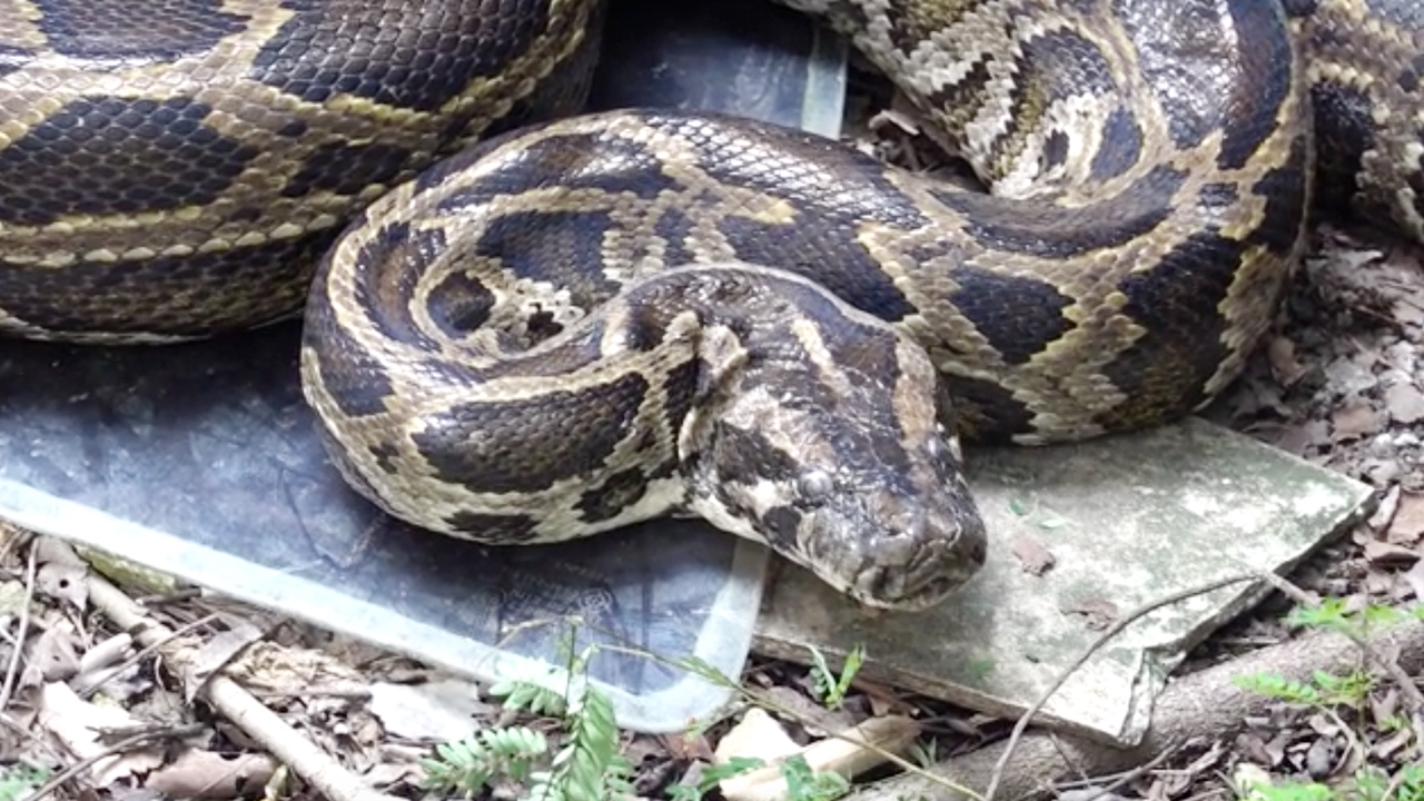 เลิกเรียนแล้วก็มา "งูหลาม" ยาว 4 เมตร บุกโรงเรียนซุกตัวนอนนิ่งไม่งอแง