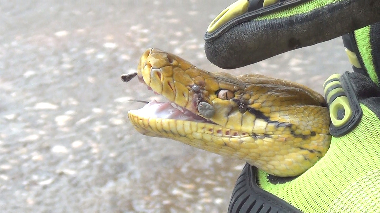 "เห็บรถถัง" เกาะเต็มหน้า "งูเหลือม" หลังบุกโกดังหาคางคก หม่ำลงท้อง