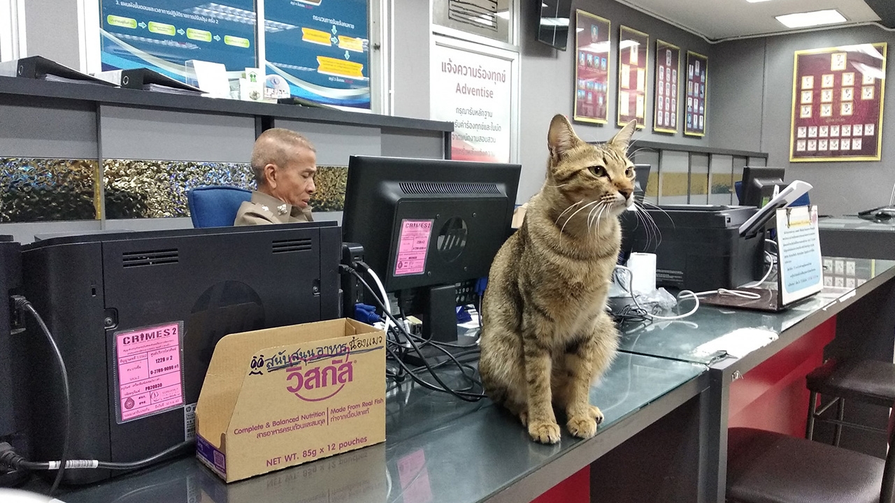 แมวโรงพักน่ารัก บำบัดทุกข์ คือ ตร. แต่หน้าที่ให้ความสุข คือ เหมียวเอง 