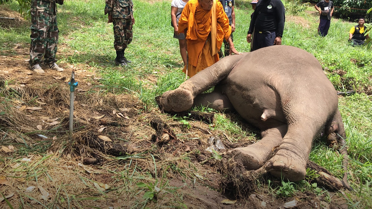  ช้างป่าบุกสวนทุเรียนเมืองจันท์ ถูกไฟดูดตาย เหตุงวงไปเกี่ยวสายไฟ