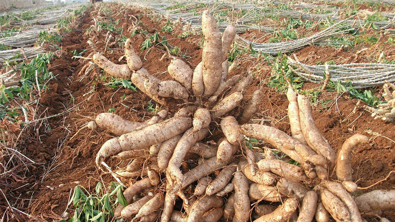 เกษตรไทยทำการบ้าน สู้!ธรรมชาติแปรปรวน