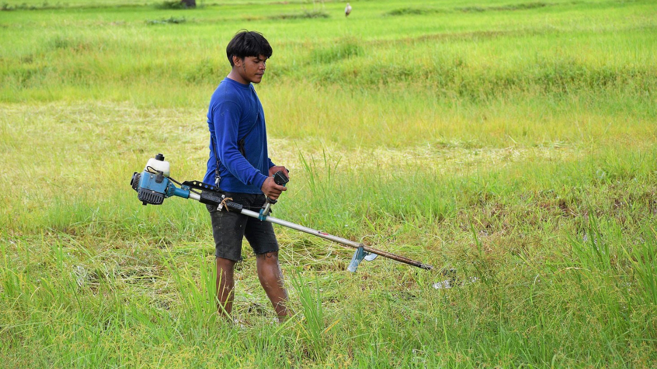 กรมข้าวฯ แนะตัดใบ เพิ่มผลผลิตนาหว่าน