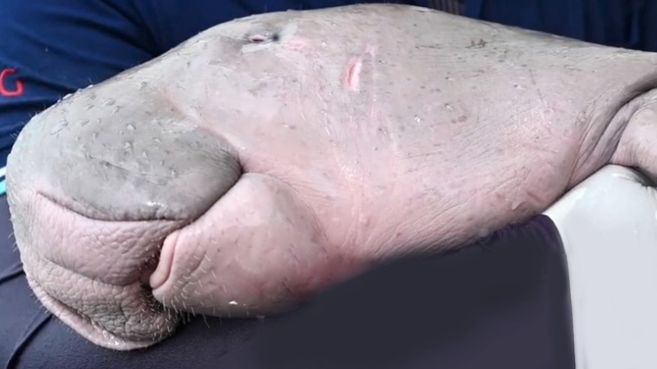 "มาเรียม" เครียดจัดหลังออกทะเลเจอ "พะยูน" ไล่คุกคาม ทีมแพทย์ดูแล 24 ชม.