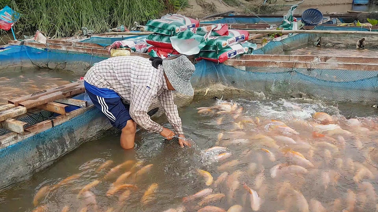 เขื่อนภูมิพลลดการระบายน้ำ กระทบเกษตรกรลุ่มน้ำปิง เลี้ยงปลากระชังลำบาก
