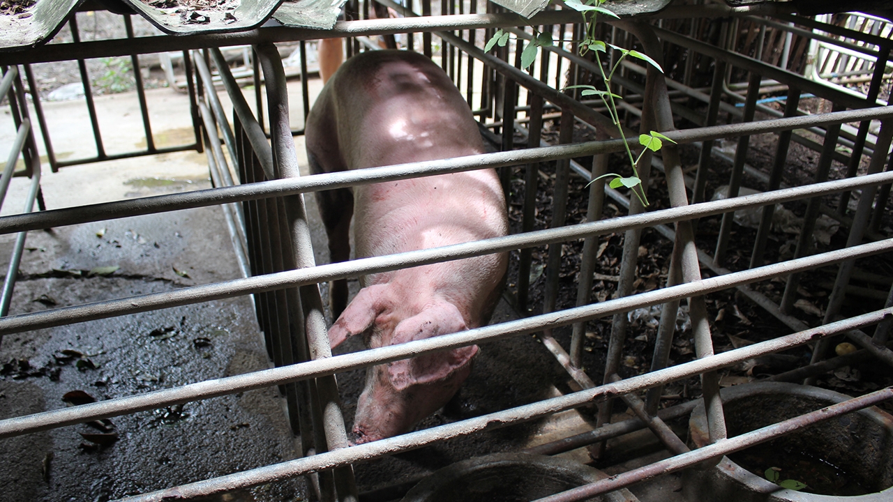 หนุ่มสมาชิก อบต.ตามหาเจ้าของหมู ทำตกรถไว้ที่ดอนตูมได้รับบาดเจ็บ 