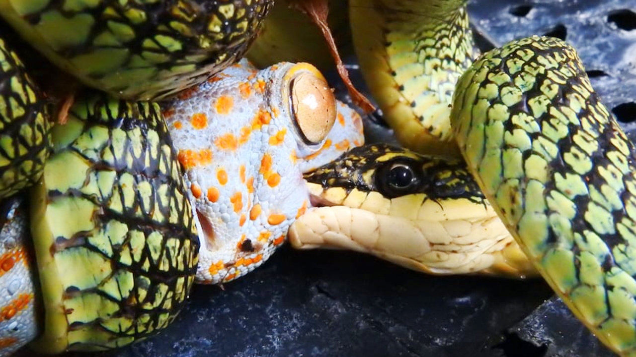 ฟันคมมาก ชมภาพงูเขียวเขมือบตุ๊กแก แม้ถูกรัดจนตายก็ยังกัดไม่ปล่อย