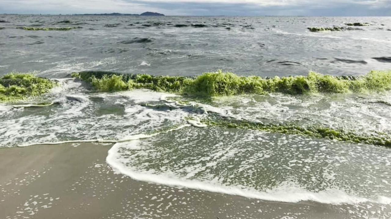 นายกตุ้ย แจง ทะเลบางแสนเปลี่ยนสี เขียวอี๋-เหม็น จากแพลงก์ตอนบลูม