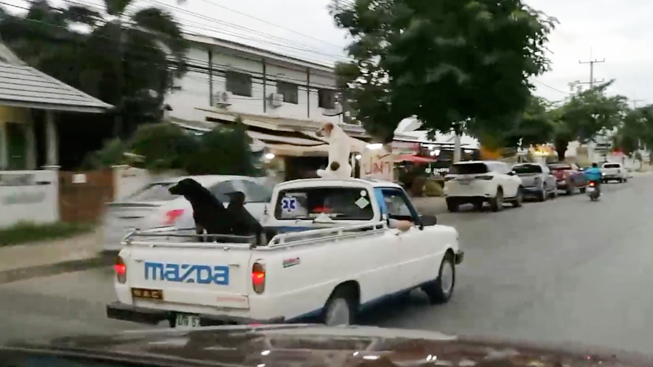 นั่งยังไงให้โลกจำ น้องหมาสายชิล ชมวิวบนหลังคารถ (คลิป)