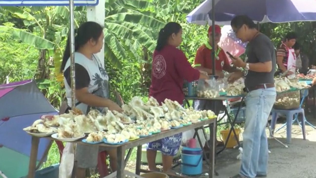 เห็ดหล่ม หลังเขื่อนแม่กวงอุดมธาราออกแล้ว ชาวบ้านแห่เก็บขายทำได้ได้งาม