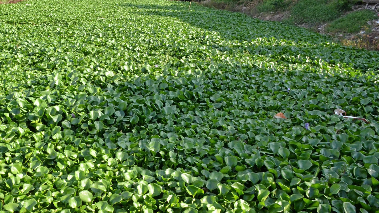 ชาวบ้านฝั่งตรงข้ามสวนนวธรรมร้อง ผักตบชวาเต็มคลอง ทำน้ำเน่าเสีย