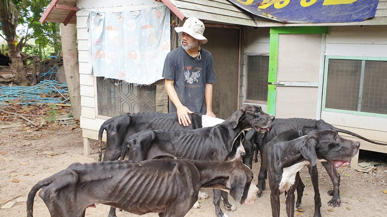 สุดเวทนา เจ้าของทิ้ง "เกรทเดน" 13 ชีวิต ปล่อยอดตายคากรง หลังขายไม่ออก