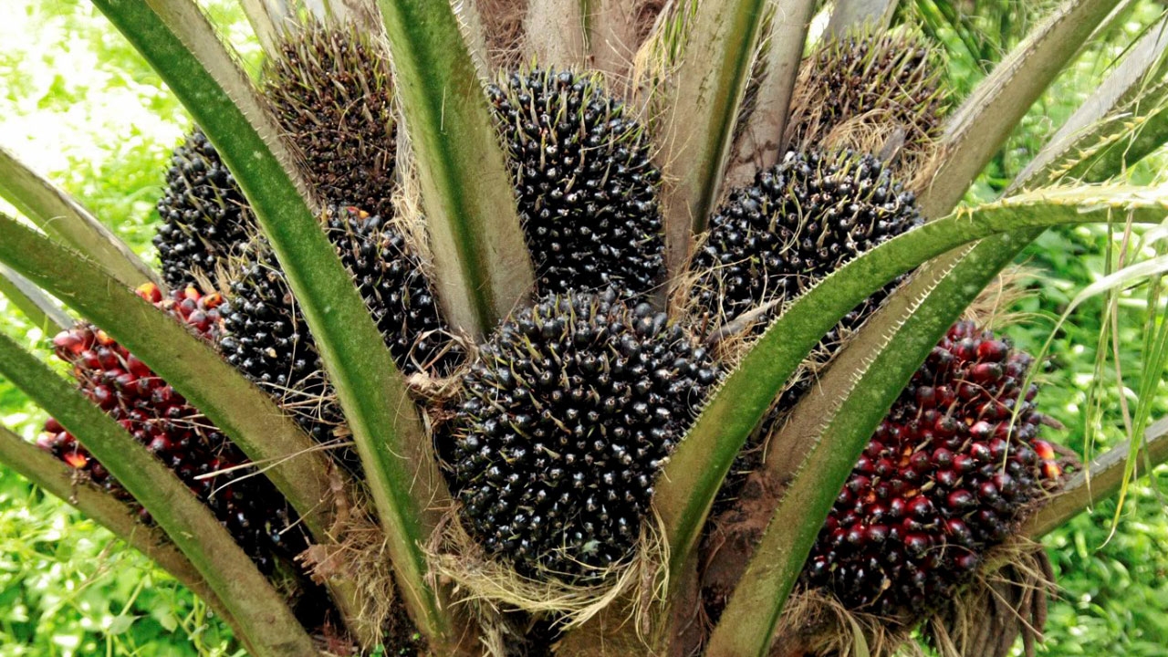 ประกันรายได้ปาล์มน้ำมัน 4 บาทต่อกก.