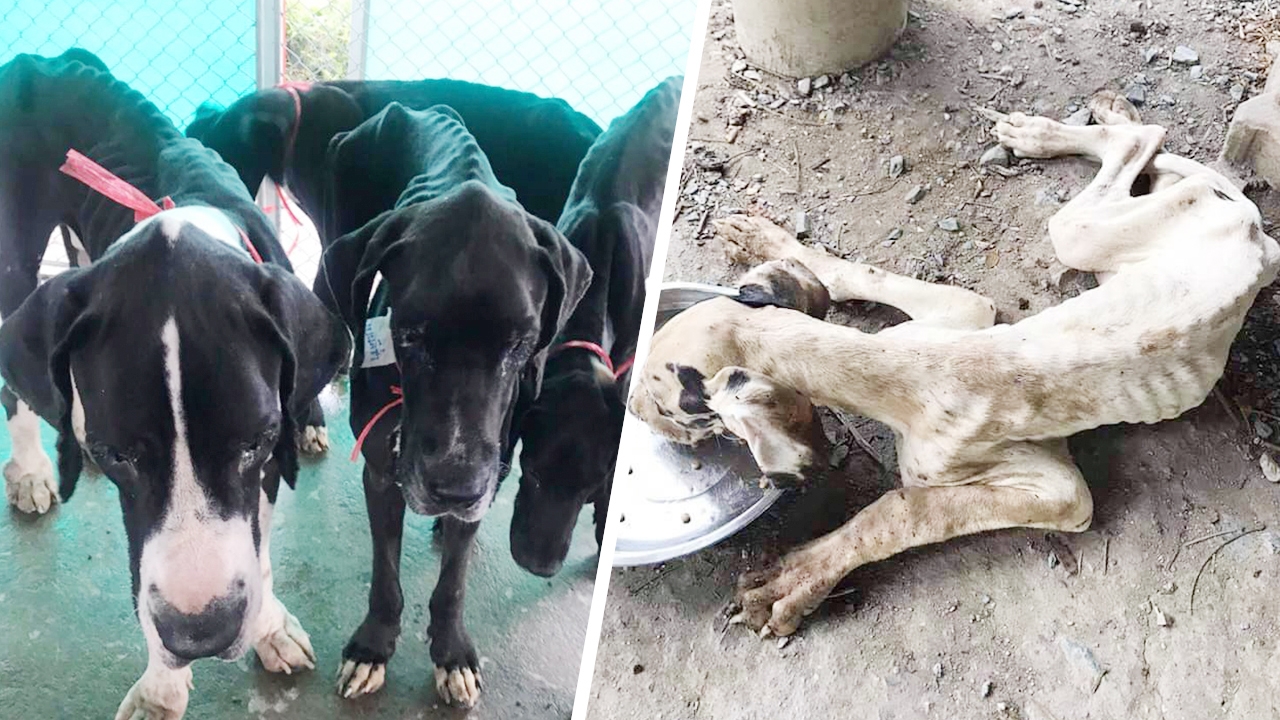 ในหลวง ทรงรับอุปการะสุนัข "เกรทเดน" 13 ชีวิต ไว้ในพระบรมราชานุเคราะห์