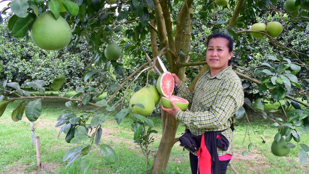 ประท้วงฮ่องกงพ่นพิษ ส้มโอเวียงแก่นถูกเทออเดอร์